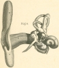1319017690ucho_old.jpg