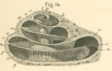 1319025521cochlea.jpg