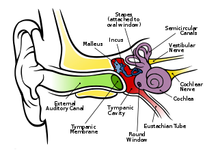 anathomy of the ear